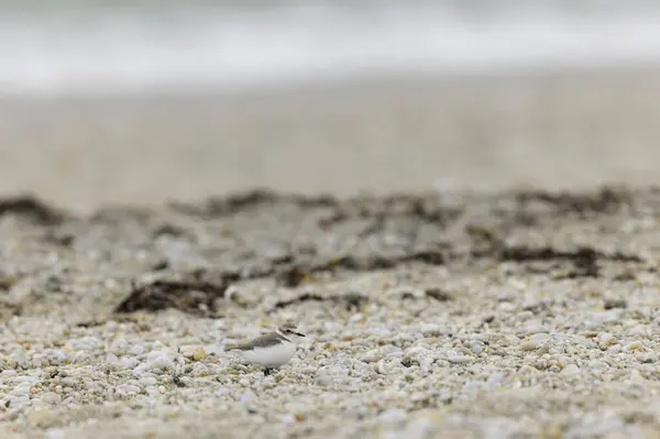 stock image Kentish Plover Anarhynchus alexandrinus on a beach in Brittany