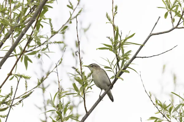 Akrocephalus schoenobaenus Sedge Warbler sazlığa tüneyip şarkı söylüyor.