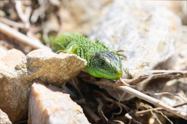 western green lizard Lacerta bilineata sunbathing on a rock clipart