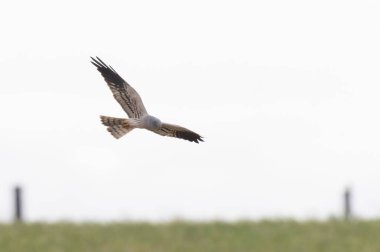 Montagus Harrier Sirki, Fransa 'nın göbeğinde uçuyor.
