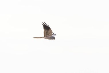 Montagus Harrier Sirki, Fransa 'nın göbeğinde uçuyor.