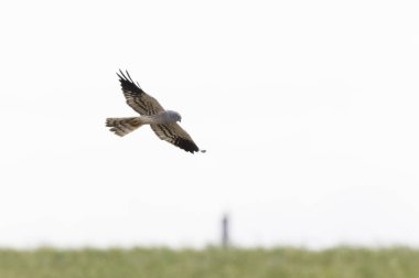 Montagus Harrier Sirki, Fransa 'nın göbeğinde uçuyor.