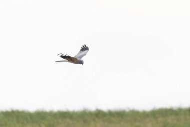 Montagus Harrier Sirki, Fransa 'nın göbeğinde uçuyor.