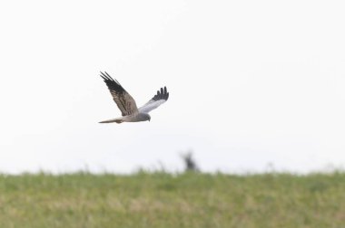 Montagus Harrier Sirki, Fransa 'nın göbeğinde uçuyor.
