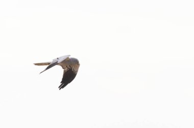 Montagus Harrier Sirki, Fransa 'nın göbeğinde uçuyor.