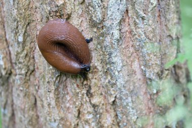 Çıplak salyangoz Arion Rufus dal üzerinde sürünüyor.