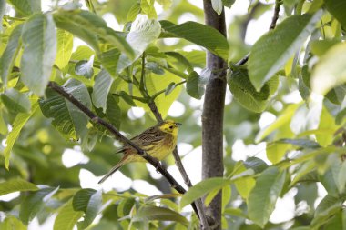 Sarı Çekiç Emberiza Citrinella bitki örtüsüne tünemiş.