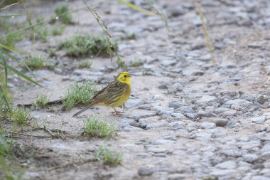 Sarı Çekiç Emberiza Citrinella bitki örtüsüne tünemiş.