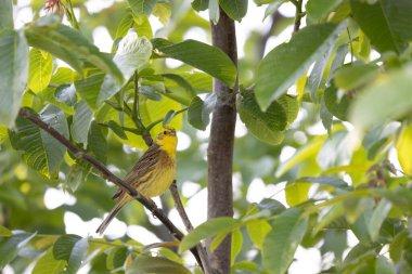 Sarı Çekiç Emberiza Citrinella bitki örtüsüne tünemiş.