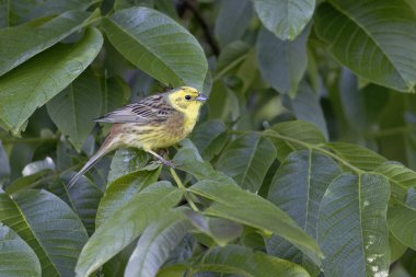 Sarı Çekiç Emberiza Citrinella bitki örtüsüne tünemiş.