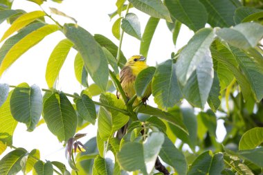 Sarı Çekiç Emberiza Citrinella bitki örtüsüne tünemiş.