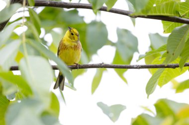 Sarı Çekiç Emberiza Citrinella bitki örtüsüne tünemiş.