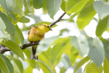 Sarı Çekiç Emberiza Citrinella bitki örtüsüne tünemiş.