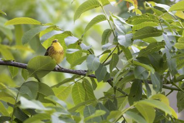 Sarı Çekiç Emberiza Citrinella bitki örtüsüne tünemiş.