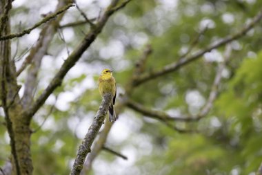 Sarı Çekiç Emberiza Citrinella bitki örtüsüne tünemiş.