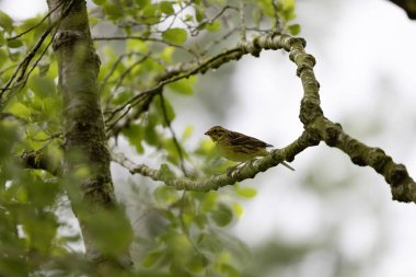 Sarı Çekiç Emberiza Citrinella bitki örtüsüne tünemiş.