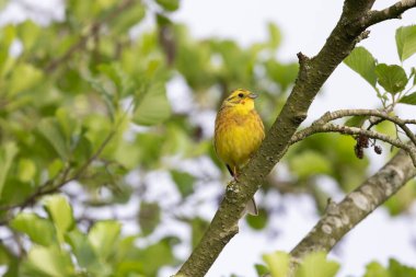 Sarı Çekiç Emberiza Citrinella bitki örtüsüne tünemiş.