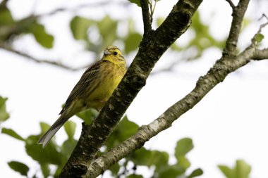 Sarı Çekiç Emberiza Citrinella bitki örtüsüne tünemiş.