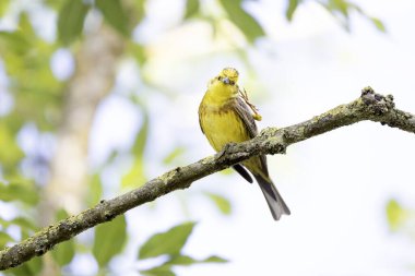 Sarı Çekiç Emberiza Citrinella bitki örtüsüne tünemiş.