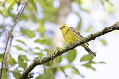 Sarı Çekiç Emberiza Citrinella bitki örtüsüne tünemiş.