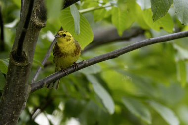 Sarı Çekiç Emberiza Citrinella bitki örtüsüne tünemiş.