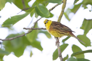 Sarı Çekiç Emberiza Citrinella bitki örtüsüne tünemiş.