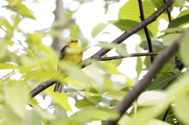 Sarı Çekiç Emberiza Citrinella bitki örtüsüne tünemiş.