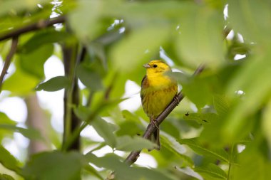 Sarı Çekiç Emberiza Citrinella bitki örtüsüne tünemiş.