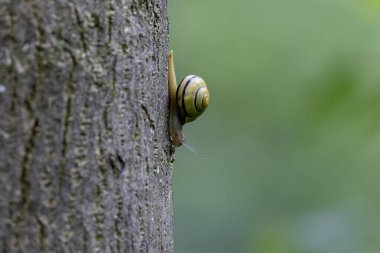 Fransız ormanlarında yağmurlu bir günde salyangoz Cepeae nemoralis