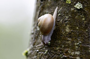 snail Cepeae nemoralis on a rainy day in a French forest clipart