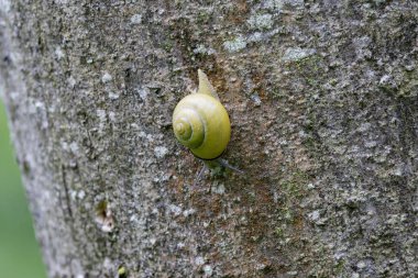 snail Cepeae nemoralis on a rainy day in a French forest clipart