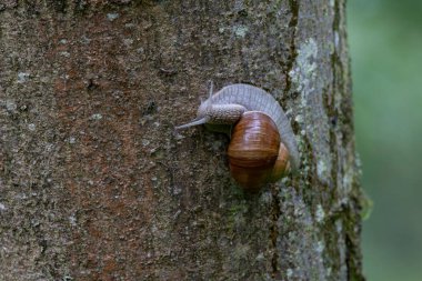 Fransız ormanında yağmurlu bir günde salyangoz sarmaşığı.