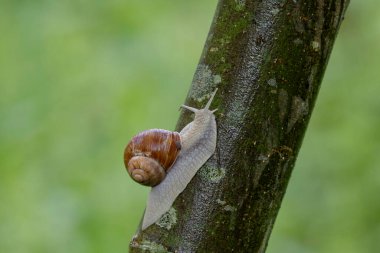 snail Helix pomatia on a rainy day in a French forest clipart