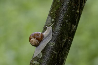 Fransız ormanında yağmurlu bir günde salyangoz sarmaşığı.
