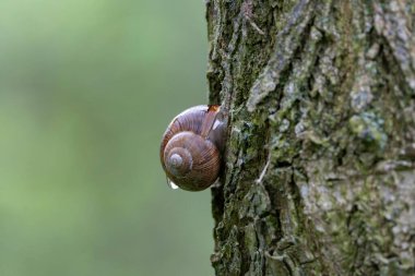 snail Helix pomatia on a rainy day in a French forest clipart