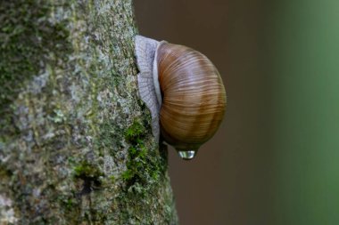 Fransız ormanında yağmurlu bir günde salyangoz sarmaşığı.