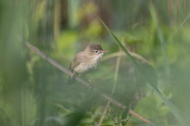 Songbird Acrocephalus palustris Marsh Warbler sazlığa tünedi.