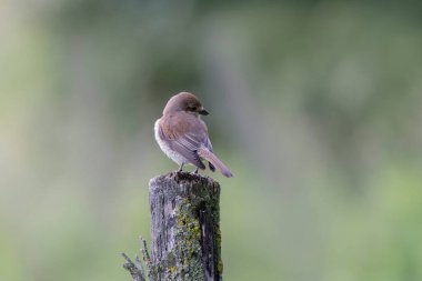Kırmızı sırtlı örümcekkuşu Lanius Collurio tünedi.