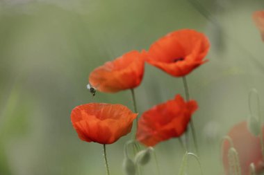 Yaygın arı Apis Mellifera ilkbaharda mısır tarlasında kırmızı gelincik papaver rhoeas etrafında uçan