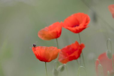 Yaygın arı Apis Mellifera ilkbaharda mısır tarlasında kırmızı gelincik papaver rhoeas etrafında uçan