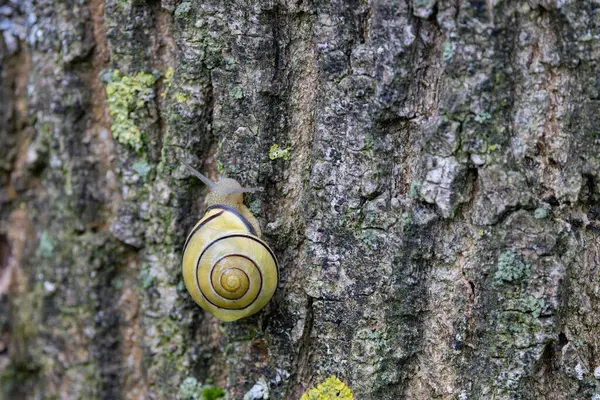 Fransız ormanlarında yağmurlu bir günde salyangoz Cepeae nemoralis