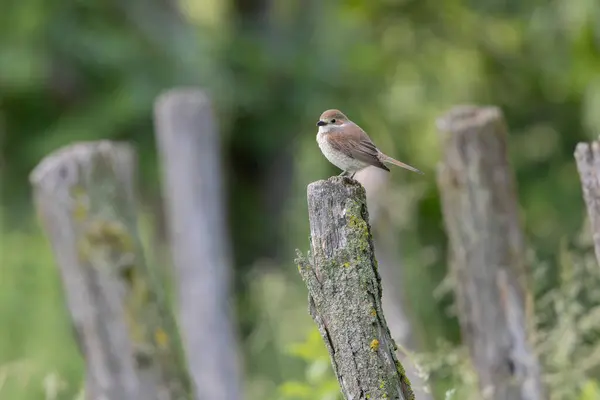 Stock image Bird Red-backed shrike Lanius collurio perching