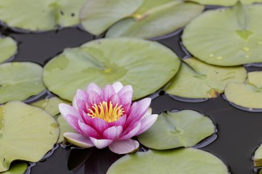 Nilüfer çiçeği küçük bir gölette