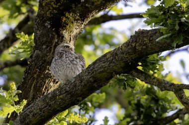 Küçük Baykuş Athene Noctua Akşamları meşe ağacında