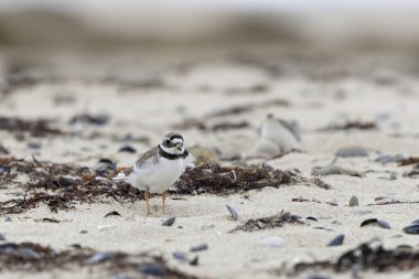 Common ringed Plover Charadrius hiaticula on a sandy beach in Normandy clipart