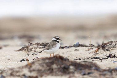 Normandiya 'da kumlu bir sahilde Plover Charadrius hiaticula