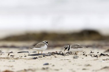 Normandiya 'da kumlu bir sahilde Plover Charadrius hiaticula
