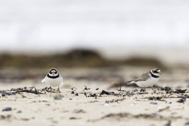 Common ringed Plover Charadrius hiaticula on a sandy beach in Normandy clipart