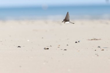 Sand Martin Riparia Riparia Fransa 'nın Normandiya kıyılarından