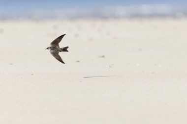 Sand Martin Riparia Riparia Fransa 'nın Normandiya kıyılarından